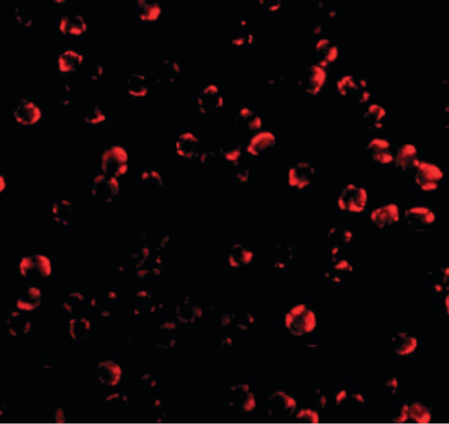 IHC-plus™ CASP6 / Caspase 6 Antibody