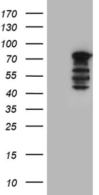 WASL / N-WASP Antibody (clone OTI9F2)