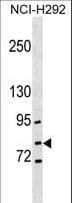 IHC-plus™ GCLC Antibody (aa286-315)