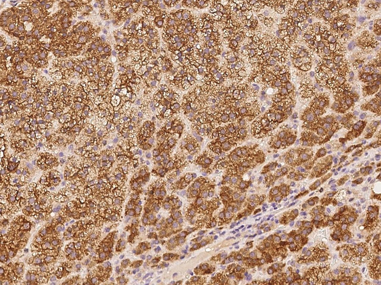 SPDYC Antibody