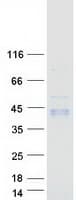 Human GGH / Gamma-Glutamyl Hydrolase Protein (Recombinant Myc-DDK (Flag))