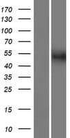 Human FAM90A1 Protein (Over-Expression Lysate Myc-DDK (Flag))