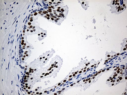 ZNF454 Antibody (clone OTI8B5)