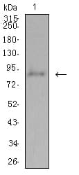 ADAMTS1 Antibody (clone 1C12E6)