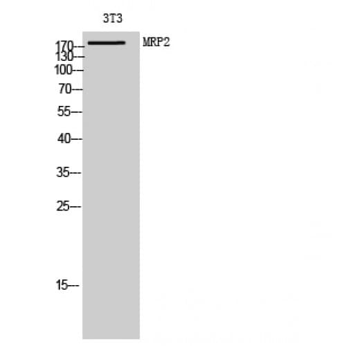 ABCC2 / MRP2 Antibody (960-1040 aa, Internal)