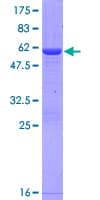 Human NANP Protein (Recombinant GST)
