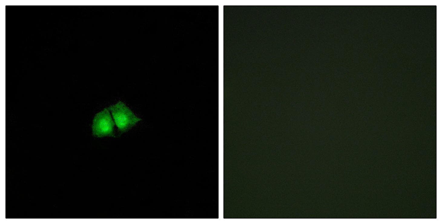COPS2 / TRIP15 / ALIEN Antibody
