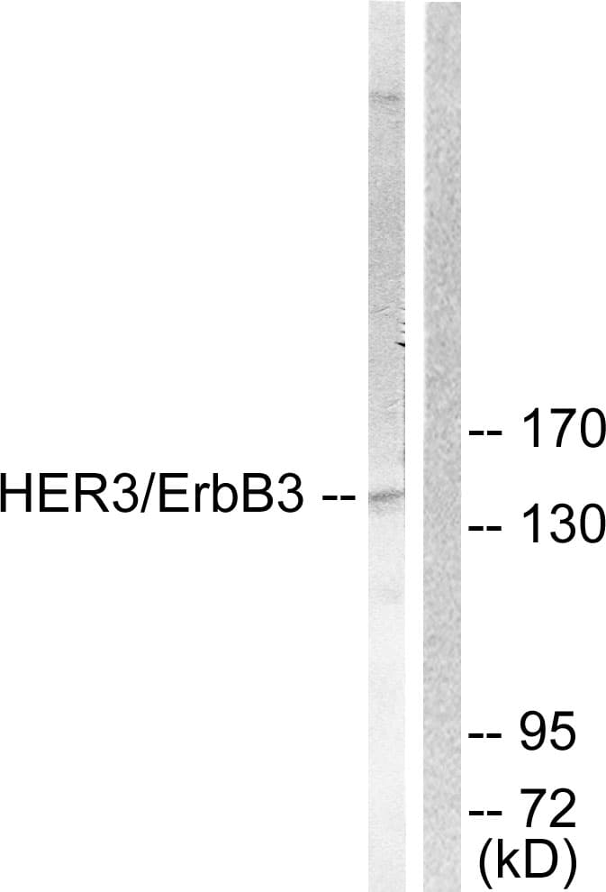 ERBB3 / HER3 Antibody (aa1256-1305)