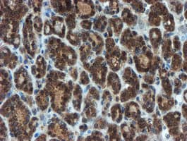 XTP4 / C17orf37 Antibody (clone OTI2D2)