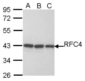 RFC4 Antibody (aa18-323)