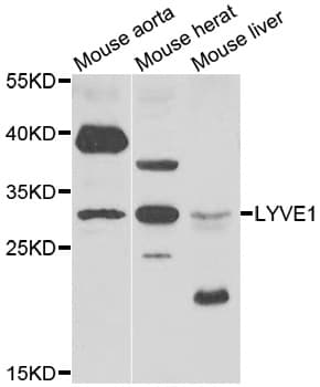 LYVE1 Antibody