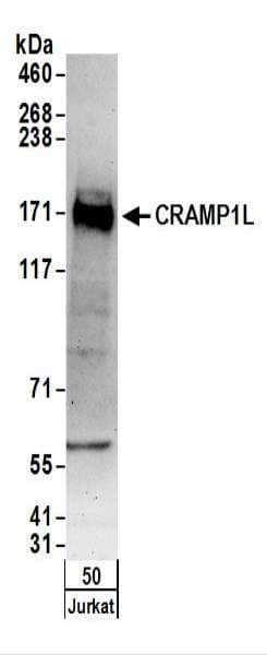 CRAMP1L Antibody (aa1204-1254)