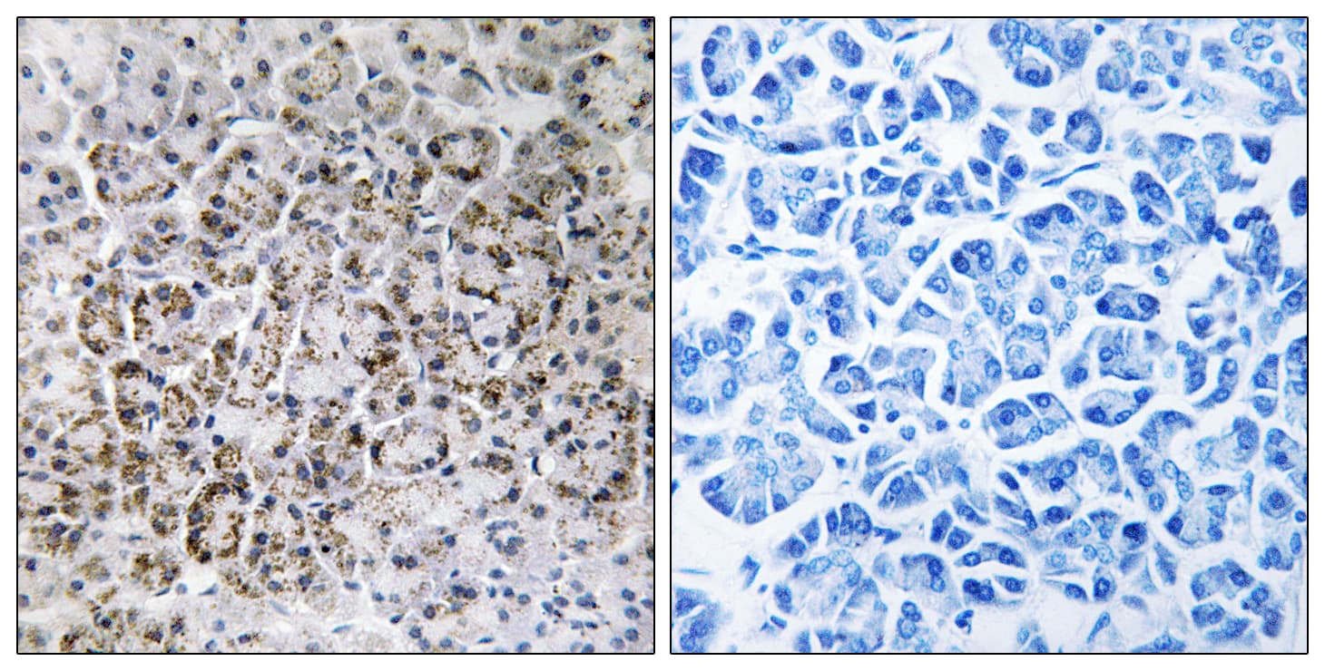 MRPL40 Antibody (aa101-150)