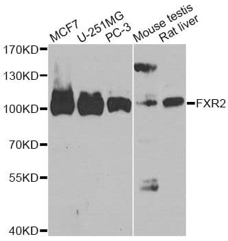 FXR2 Antibody
