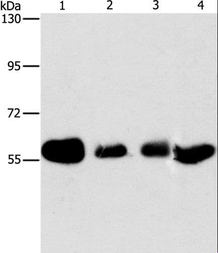 API5 Antibody