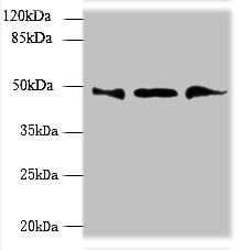 UBXN6 / UBXD1 Antibody