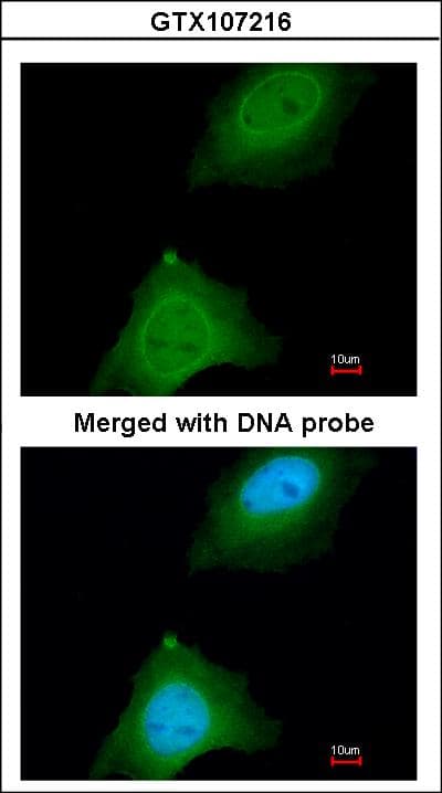 ASB9 Antibody (aa1-283)