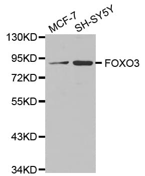 FOXO3 / FOXO3A Antibody