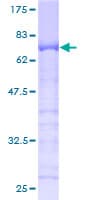 Human Anillin Protein (Recombinant GST)