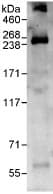 Capicua / CIC Antibody (aa1150-1200, Biotin)