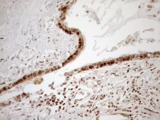 MGMT Antibody (clone OTI10H9, Carrier-free)
