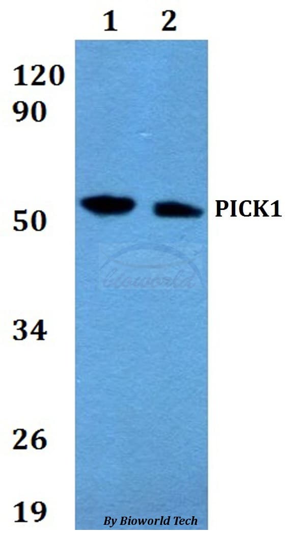 PICK1 Antibody