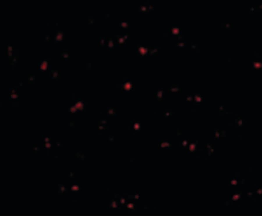 Polyclonal Rabbit anti-Human IFN Beta / Interferon Beta Antibody (IHC, IF, WB)
