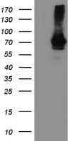Monoclonal Mouse anti-Human SAMHD1 Antibody (clone OTI2A5, IHC, IF, WB)