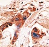 BMP2K / BIKE Antibody (aa260-291)