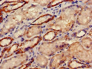 DRG1 / NEDD3 Antibody