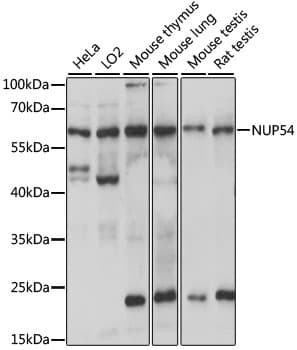 NUP54 Antibody