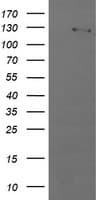 PIK3CG / PI3K Gamma Antibody (clone OTI1A9)