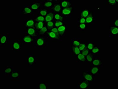 HIST1H3A Antibody