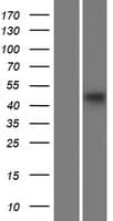 AP3M1 Protein (Over-Expression Lysate Myc-DDK (Flag))