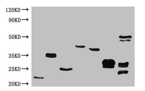 His Tag Antibody (clone 3G5H8)