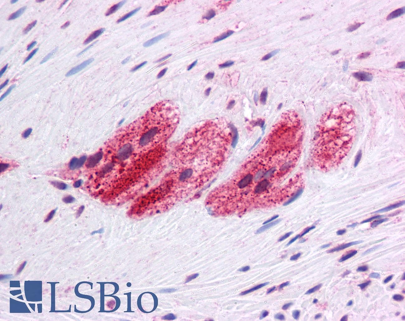 SELN / SEPN1 Antibody (C-Terminus)