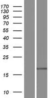 RNASE4 Protein (Over-Expression Lysate Myc-DDK (Flag))