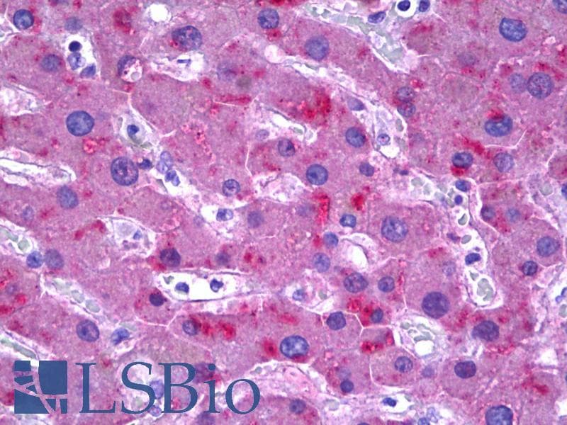 IHC-plus™ TF / Transferrin Antibody