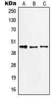 JUN / c-Jun Antibody (Internal)