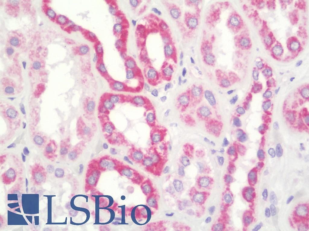 IHC-plus™ UQCRFS1 Antibody