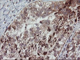 MRPS34 Antibody (clone OTI1H2)