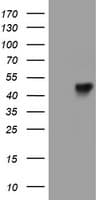 LRRC25 Antibody (clone OTI2A3)