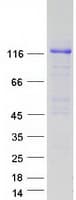 Human APP / Beta Amyloid Precursor Protein (Recombinant Myc-DDK (Flag))