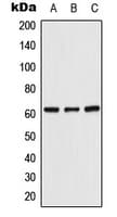 UGT8 Antibody (C-Terminus)