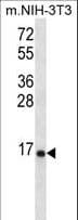 RPL23 / Ribosomal Protein L23 Antibody (aa49-78)