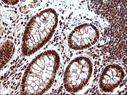 POLR3GL Antibody (clone OTI5E8, Carrier-free)