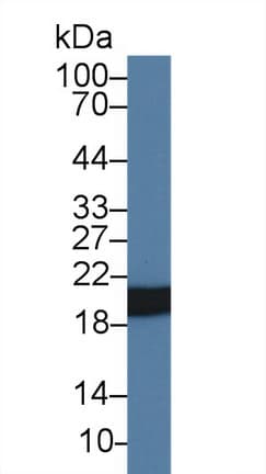 HSPB6 / HSP20 Antibody (clone C9, Biotin)
