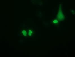 PUS7 Antibody (clone OTI4C6, Carrier-free)