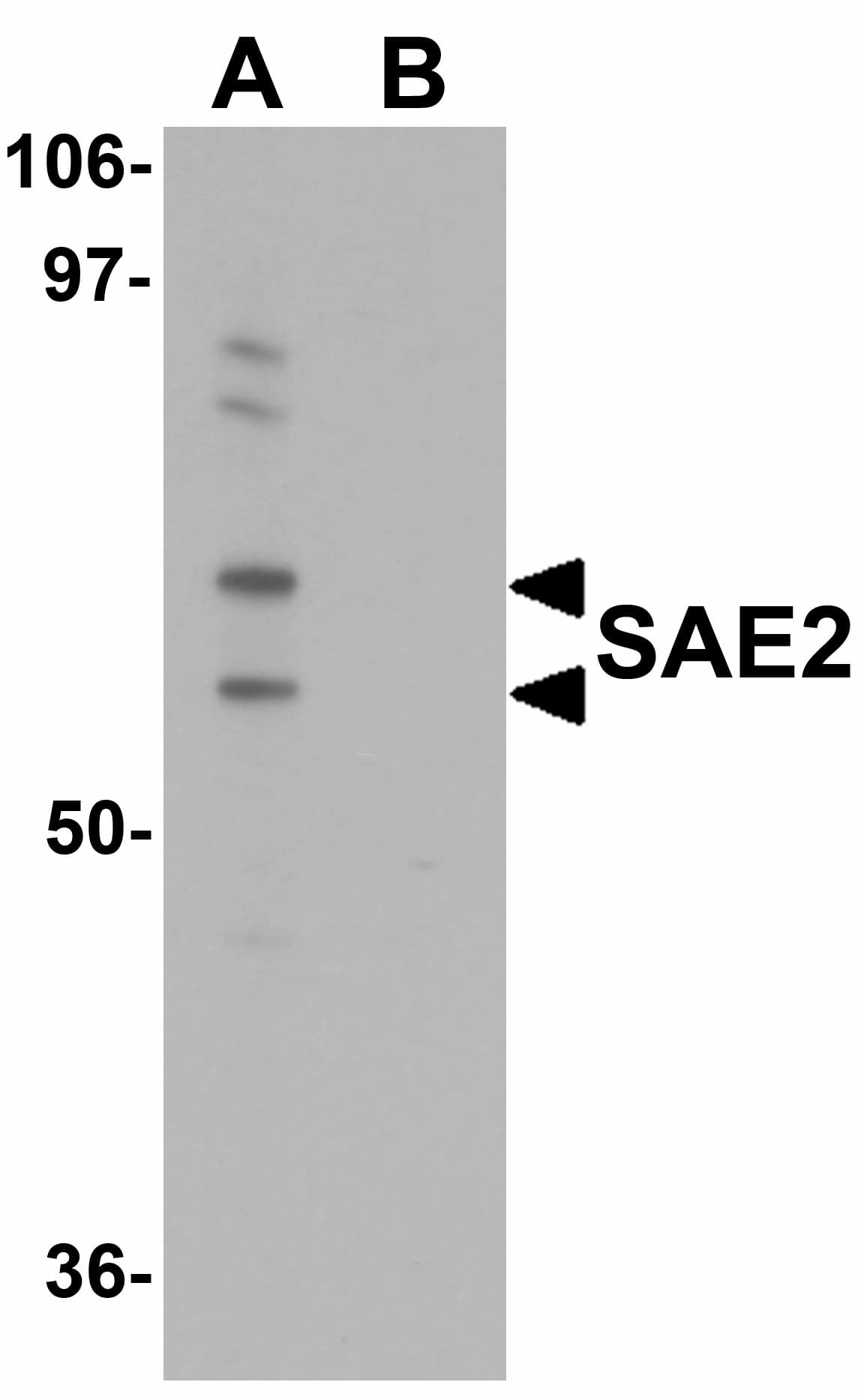 IHC-plus™ SAE2 / UBA2 Antibody