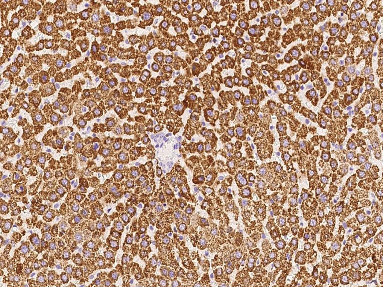 GOT2 Antibody (Preservative Free)